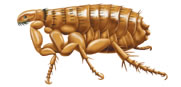 Adult Cat Flea